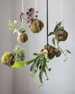 How to Make Kokedama Image